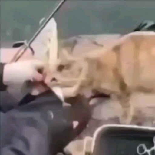 Cat: I really didn’t choose the wrong person