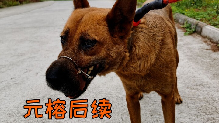 【เหล่าเฟิงหยาง】น้องหมาที่ปากถูกมัดด้วยลวดเหล็ก