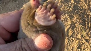 นี่คือหนูที่น่ารักที่สุดเลยใช่ไหม?