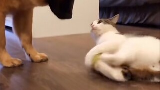 Ketika anjing ingin mengambil kembali bolanya