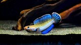 7 jenis ikan hias air tawar yang bisa disatukan dengan ikan channa di aquarium