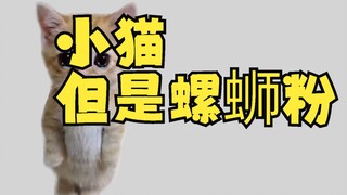 Kucing kecil, tapi mi kuah siput