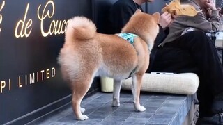 As soon as the dog sees the boy eating, it instantly transforms into a "begging puppy"—stubbornly gr