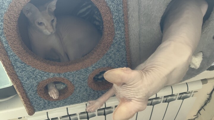 狮身人面像打架