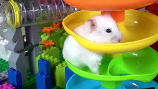 ชีวิตหนูแฮมสเตอร์ EP 34