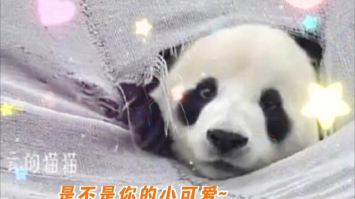 เฟยอวิ่น: 金刚芭比