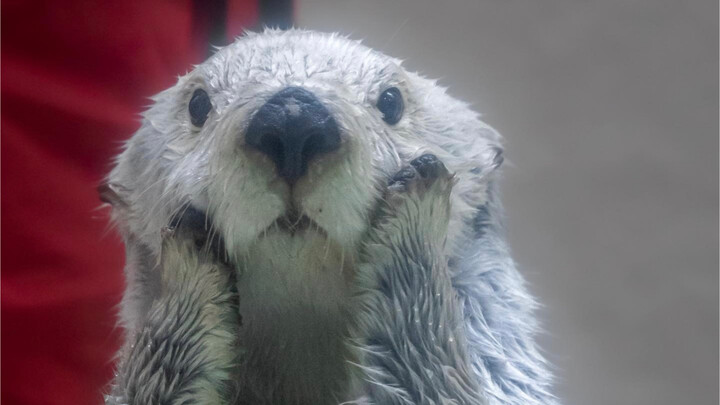 How hard the little sea otter is trying to get the little shell~