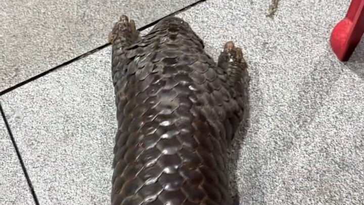 هناك آكل النمل الحرشفي اللطيف يركض نحونا