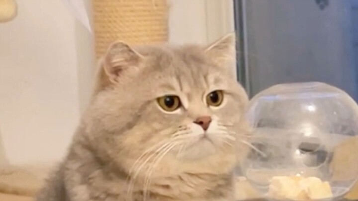 The two of them have a grand total of three brain cells between them.