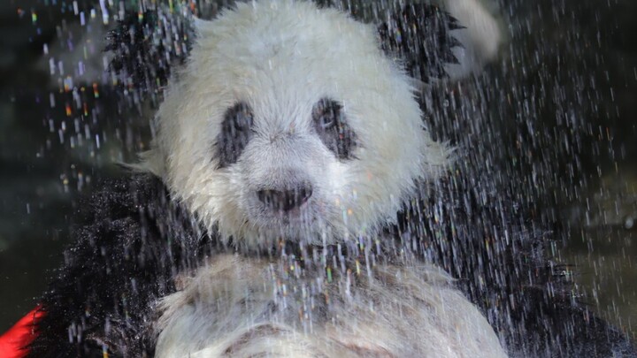 Shuangshuang: Adik Chong, Jangan Pukul Wajah Saat Mandi!