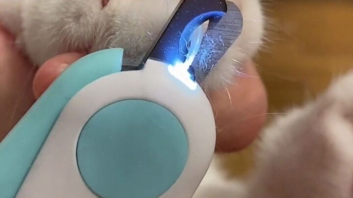 It’s so heartwarming when a little kitten patiently lets you clip its nails.