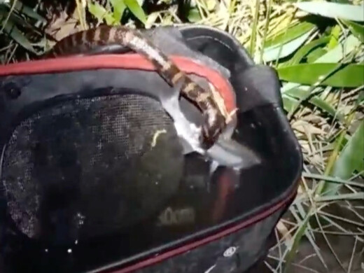 Hanya satu ekor ikan dalam semalam, Kakak Ular, jangan begitu