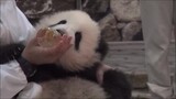 Giant Panda|The Giant Panda Drinks Milk