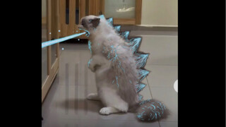 猫咪进化～喵斯拉
