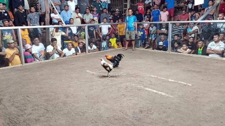SIGBA 2025 3 stag Derby 3rd fight hatch grey x GBS  WIN
