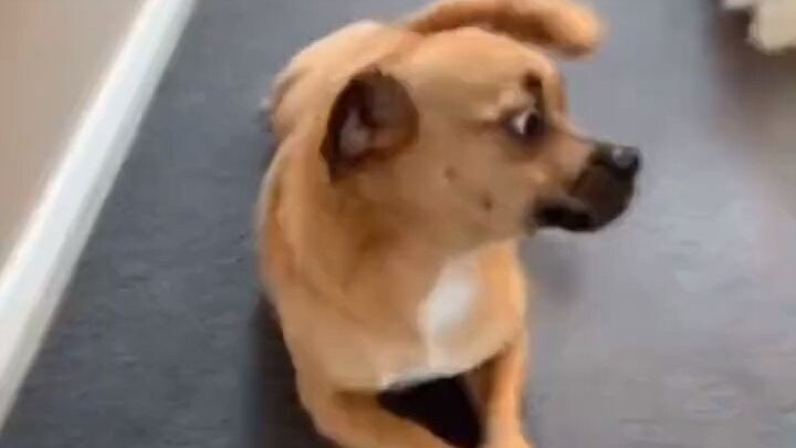 Honey, the little yellow dog at home, keeps copying how a corgi walks—and it’s driving the corgi abs