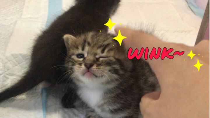 This tiny kitten lifts its head every time you pet it—what an absolutely adorable cutie!