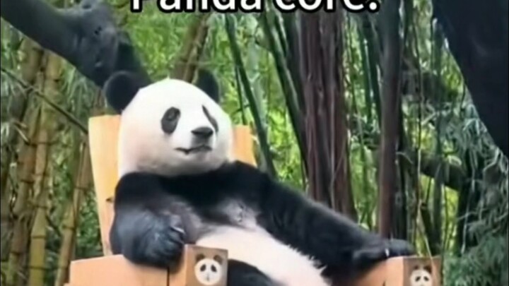 Gấu trúc ở đâu cũng là sao hạng A, video gấu trúc core trên TikTok chỉ sau hai ngày đã đạt hơn tám t