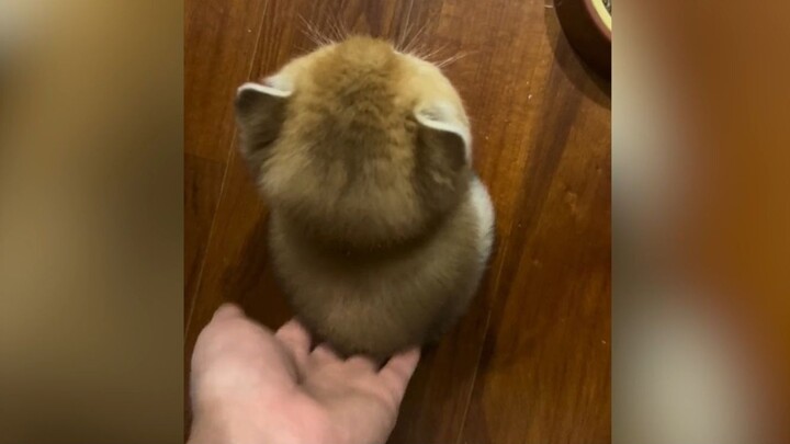 “Thế này... cũng đáng yêu quá đi mất~!!!”