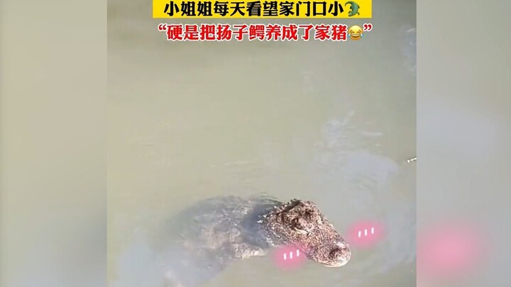 تزور السيدة الصغيرة التمساح الصغير أمام باب منزلها كل يوم، حتى حوّلته بالتدريج إلى خنزير منزلي! المت