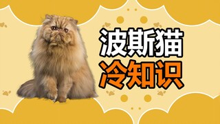 宠物冷知识：波斯猫真的那么难养，难打理吗？