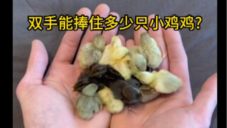 How tiny these colorful partridge chicks are is exactly how adorable they are! How many little color