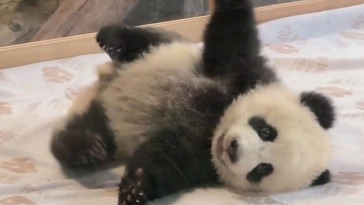 น้องหมีฝันจากเยอรมนี น่ารักมาก ทุกคนมาดูตุ๊กตาหมีตัวนี้กันเถอะ ตอนนี้เป็นวัยที่แม้แต่ตดยังหอมจริงๆ