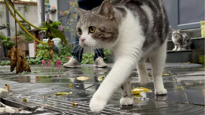 The hawthorns are ripe! Have you guys learned how to make this homemade hawthorn cake that stimulate