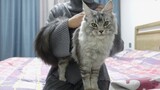 [Mèo cưng] Mèo Maine Coon đòi ôm đòi hôn chủ, quả là chú mèo yêu tinh!