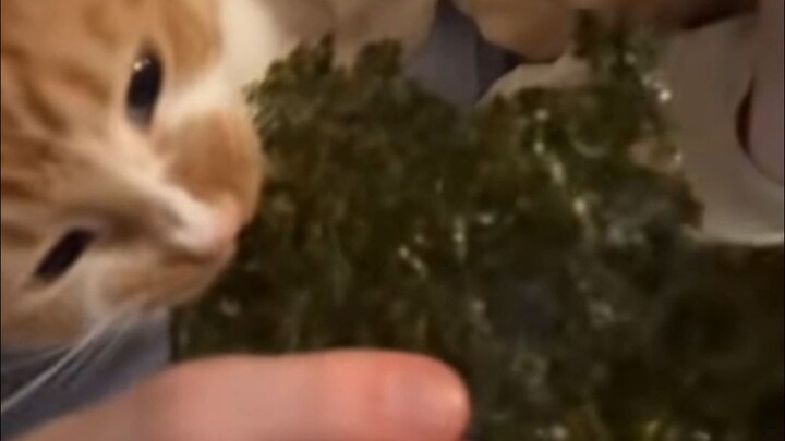 Cat: Anything fragrant and crispy, we all love it~