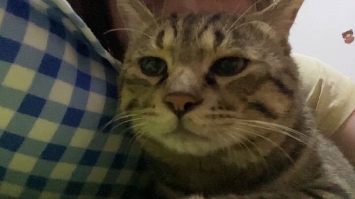 อากาศร้อนเกือบ 40 องศา น้องแมวหนีออกมาจากห้องแอร์แค่เพื่อจะมานั่งรอแม่อยู่หน้าประตูตอนอาบน้ำ!