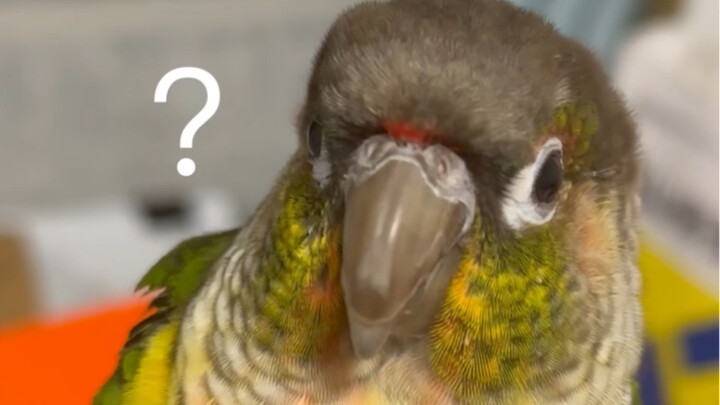 Jangan ragu dengan kecepatan reaksi para pemelihara burung!