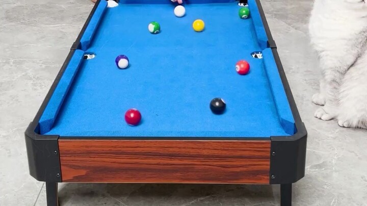 Tôi bị một con mèo quét sạch bàn luôn à?