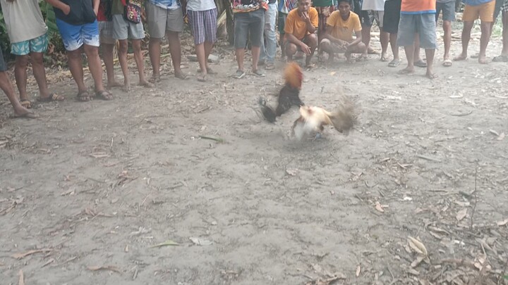 Kumiskis ang pula ANG GALING!!!!