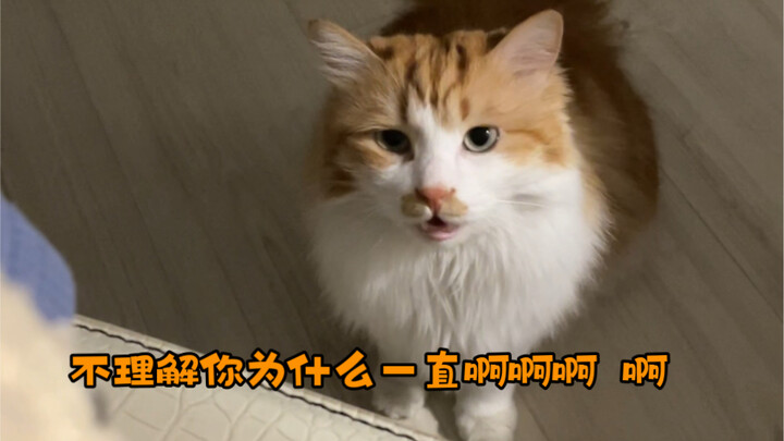 It turns out little kittens can throw tantrums too!