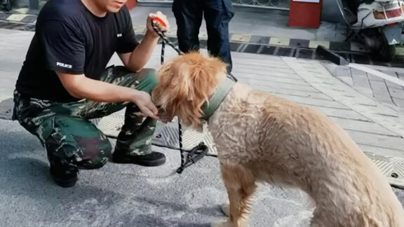 Warga melapor: Temukan anjing gila, minta untuk dibunuh! Setelah polisi tiba, “alur ceritanya” berba