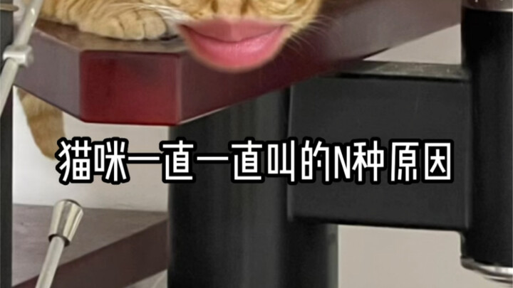 Nhiều nguyên nhân khiến mèo liên tục kêu