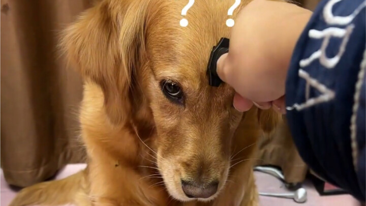 Dog: It seems to be involved and it seems not to be involved