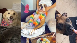 狗勾：看！我已经把铲屎官训练得非常听话了