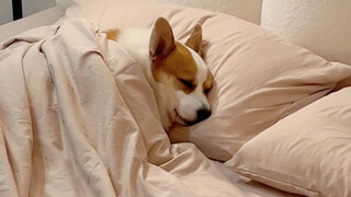 Mengasuh anak dengan sederhana, memanjakan anjing dengan mewah, apakah benar begitu?