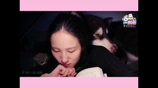 [Tổng hợp] Người yêu không có nhưng chó phải có 1 em | Ổ nhỏ của Hoài