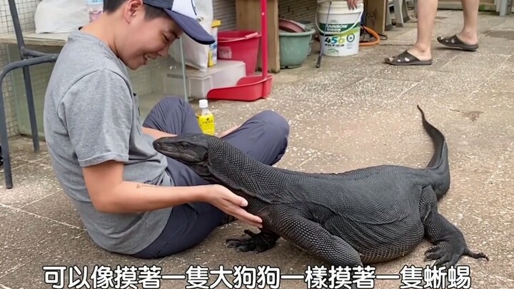 小恐龙黑泽巨蜥很可爱很温柔