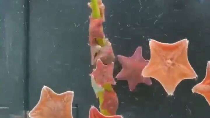 The starfish has its own little slide…⭐️⭐️⭐️
