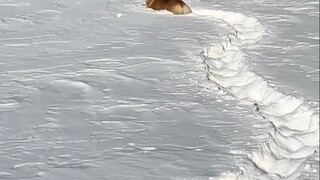 A short-legged Corgi swearing and picking up things in the snow...