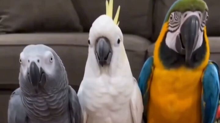 WHO DID IT?! 😂🦜 #MrParrot #Kakudu #FunnyParrot #ParrotComedy #ViralShorts