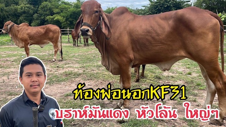 ตามหาจนเจอ‼️เปิดราคาวัวบราห์มันหัวโล้น ท้องKF31 สวยๆ สูง150+ประกันคุณภาพและตำหนิ @สารคาม