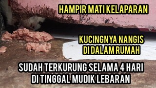 Astagfirullah Kucing Liar Ini Minta Tolong Terkurung Di Dalam Rumah Di Saat Di Tinggal Mudik.!