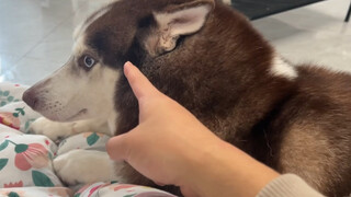 The Husky is afraid of the cold, so in order to occupy the owner's stove, he uses both soft and hard