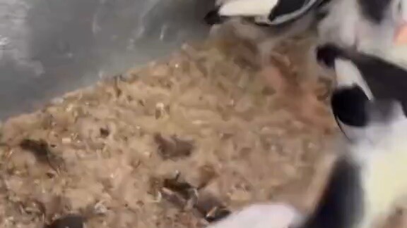 สโล่หลัง