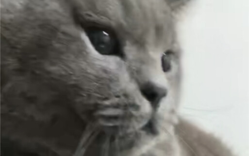 世界破破烂烂，把毛插猫鼻孔。